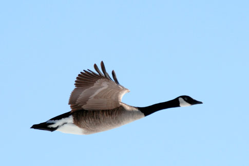 flying_goose_Allen_Counter