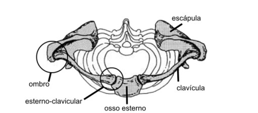 shoulder_girdle