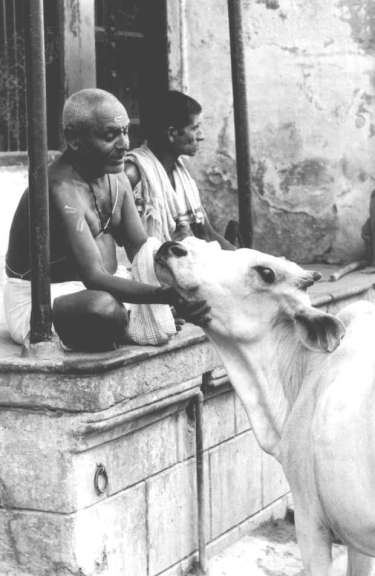 withcow1983