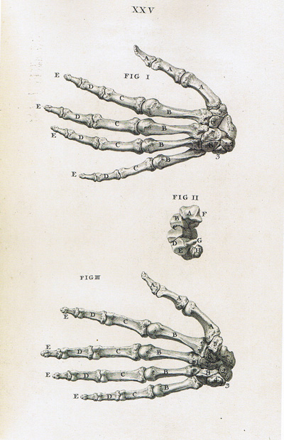 Skeleton-hands