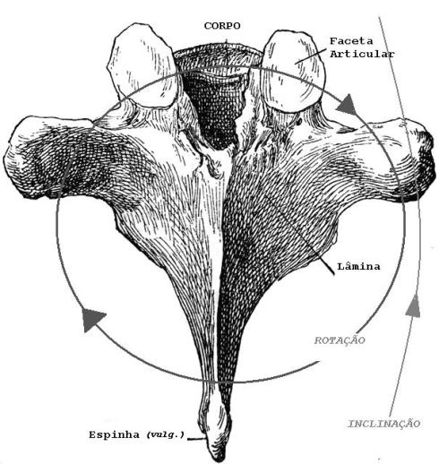 6 vertebra dorsal