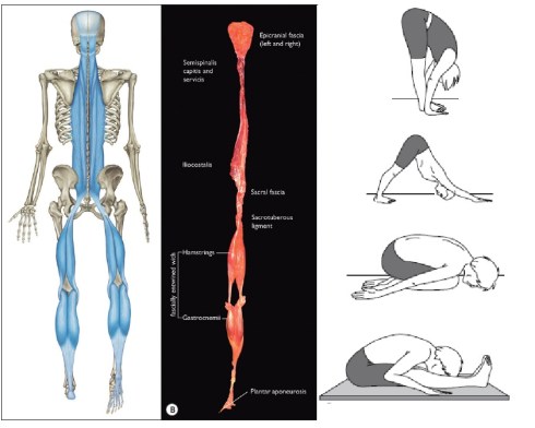 cadeia posterior