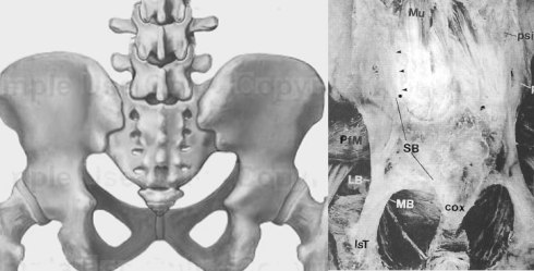 ligaments pelvis