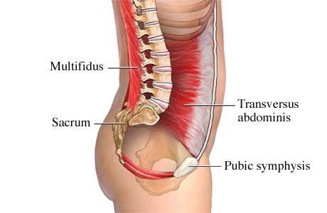 inner_core_muscles