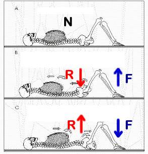 nsca-core-and-hip-activation-22-638(3)