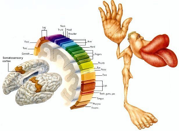 homunculus