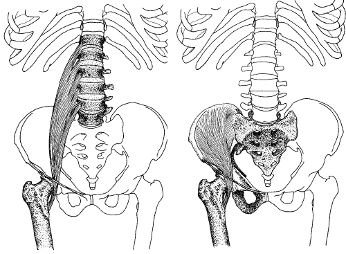 iliopsoas