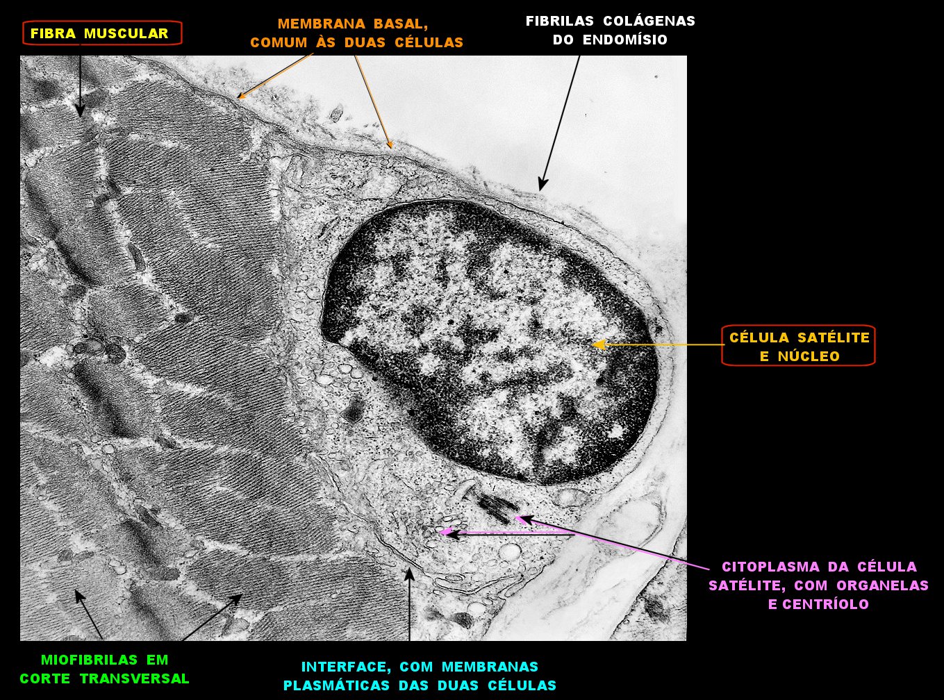 celula-satelite-tecido-muscular-anapat-unicamp