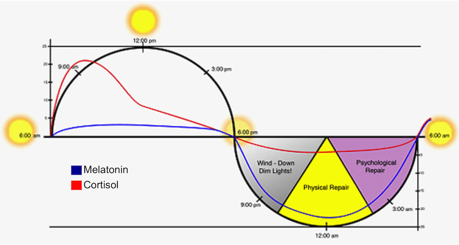 cortisol-cycle