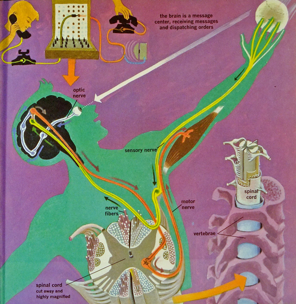 From The Human Body, 1959, illustrations by Cornelius De Witt