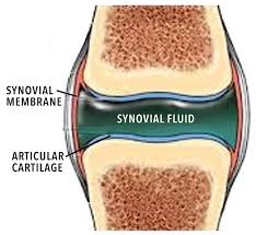sinovial fuid